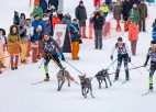 Latvijas, Polijas, Igaunijas pārstāvji izcīna uzvaras Pasaules kausa posmā kamanu suņu sportā Madonā