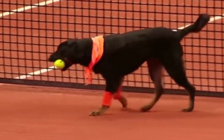Video: Brazīlijā par bumbiņu padevējiem tenisā strādā suņi no patversmēm