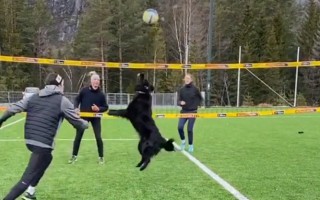 Video: Pludmales volejbolists uztrenē suni un spēlē kā ar pārinieci