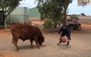 Video: Laucinieks attīsta basketbola prasmes cīņā pret bulli