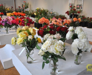 Foto: Latvijas Dabas muzejā zied rozes