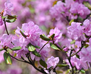 Foto: Uzziedējuši pirmie rododendri