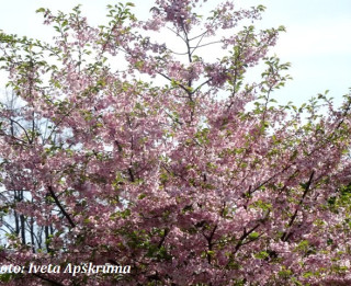 Foto: Rīgā zied sakuras koki. 15 foto