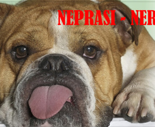 Foto: Nikagroup joku zīmes- laba ideja dāvanai
