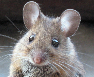Kā atbrīvoties no pelēm un žurkām ar vienkāršiem, bet efektīgiem līdzekļiem
