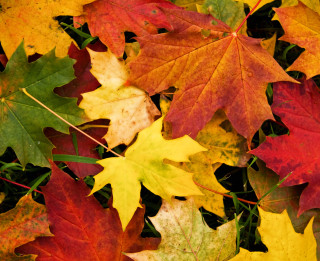 Krāsaino rudens lapu maģija