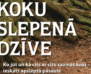 Koku slepenā dzīve. Ko jūt un kā cits ar citu sazinās koki – ieskats apslēptā pasaulē
