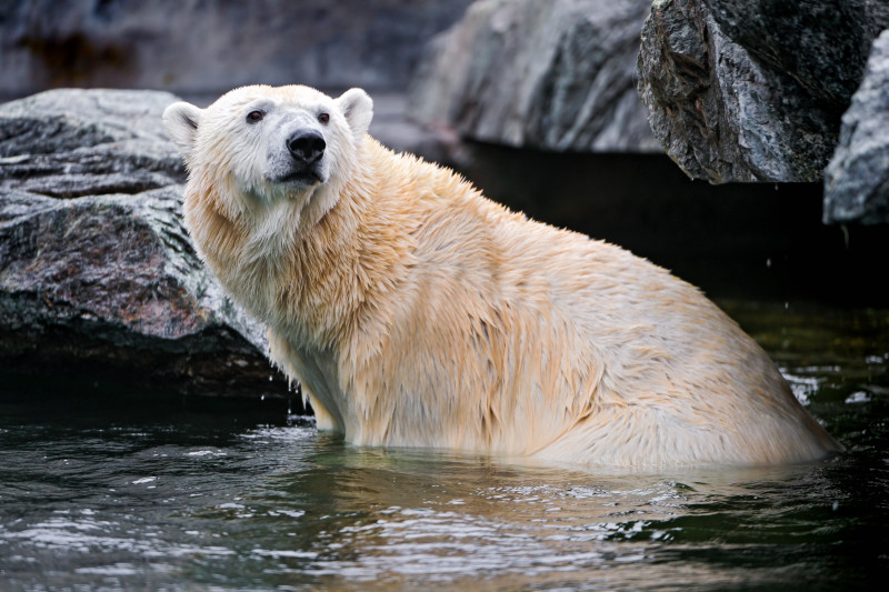 Vācijas zoodārzā miris baltais lācis, apēdot kāda apmeklētāja virsjaku un somu