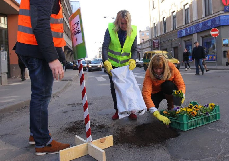 Arī šogad Latvijas ielu bedrēs uzziedēs atraitnītes