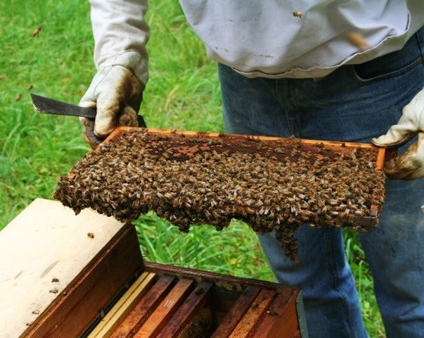 Labākie Latvijas biškopji saņems „Riga Food 2015” medaļas