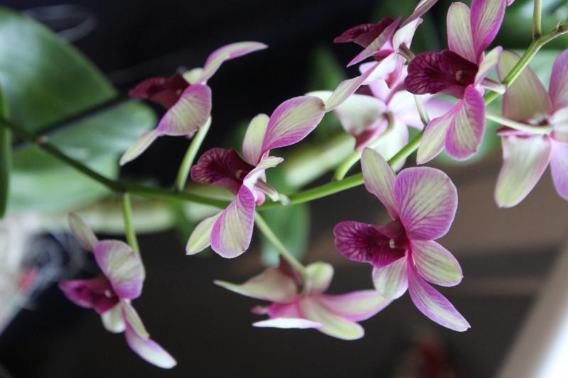 Dabas muzeja pavasara krāšņākā izstāde „Orhidejas un citi eksotiskie augi’’